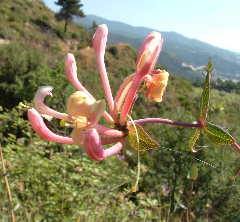 Borragine, lonicera e?